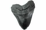 Huge, Fossil Megalodon Tooth - South Carolina #236058-1